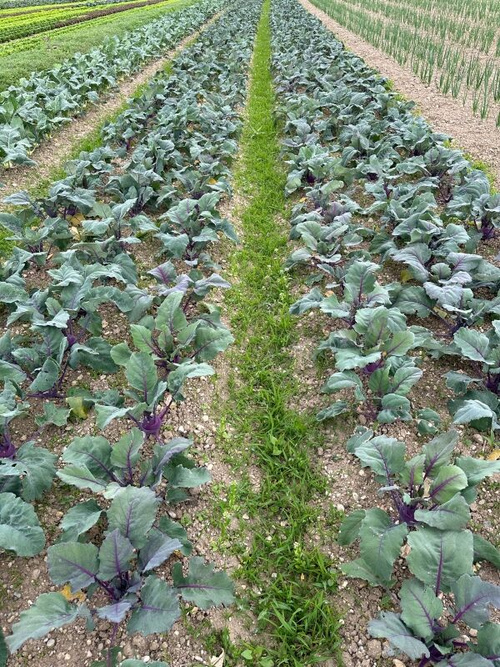 KI generiert: Felder mit grünem und violettem Gemüse in Reihen angebaut.
