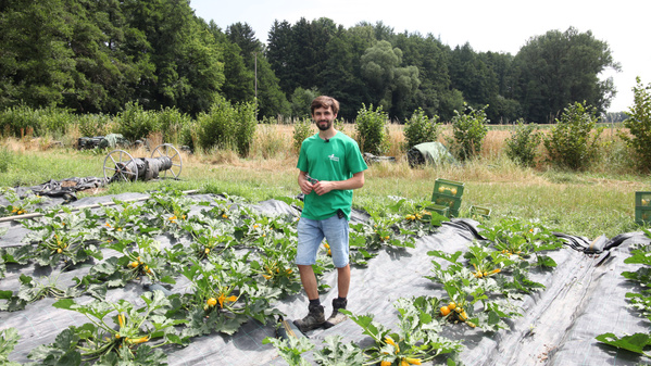 KI generiert: Eine Person steht auf einem Gemüsefeld mit gelben Zucchini in einer ländlichen Umgebung.
