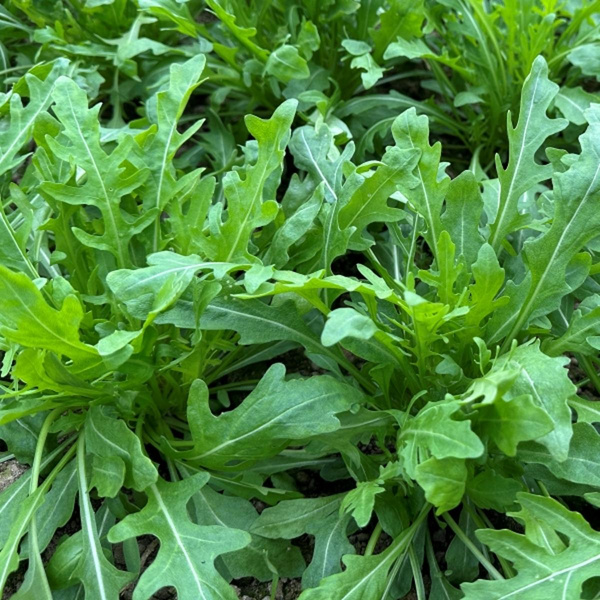 Produktfoto zu Rucola lose