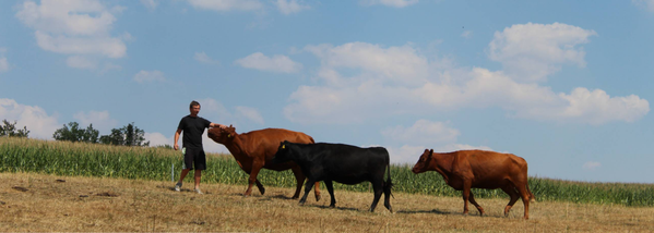 KI generiert: Ein Mann steht auf einem Feld mit drei Kühen unter einem blauen Himmel.
