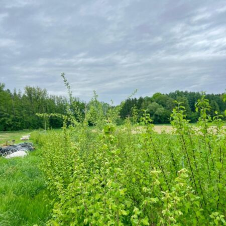 KI generiert: Grüner Landschaftsblick mit dichtem Laub unter bewölktem Himmel.