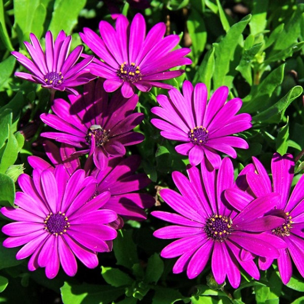 Produktfoto zu NEU: Kapkörbchen (Osteospermum)