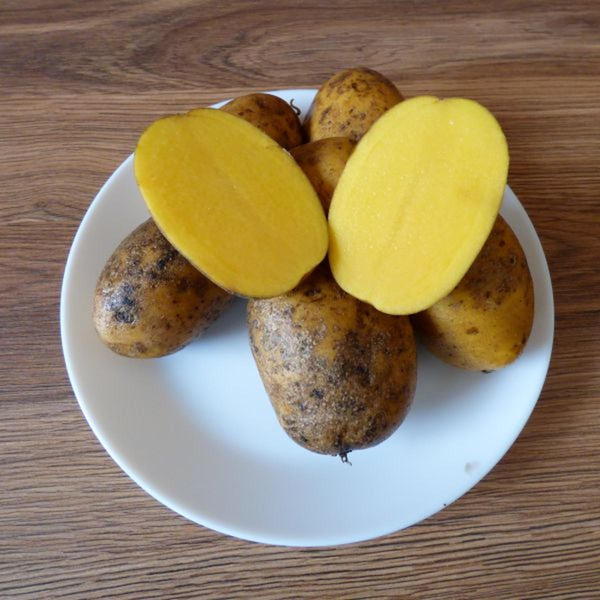 Produktfoto zu Kartoffeln 'Aztek Gold' mk.