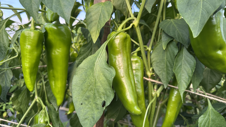Grüne Spitzpaprika aus Eigenanbau