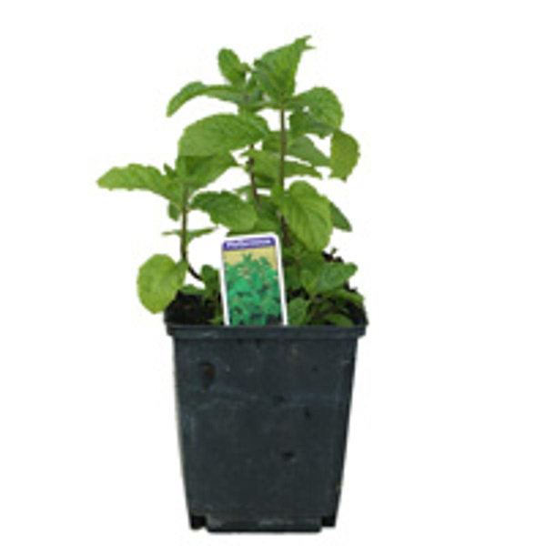 Produktfoto zu Minze Topf bioladen*